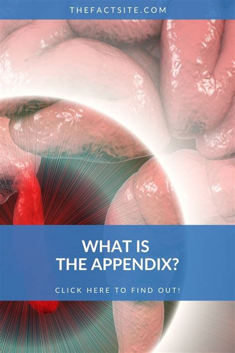 What Is The Appendix? - The Fact Site
