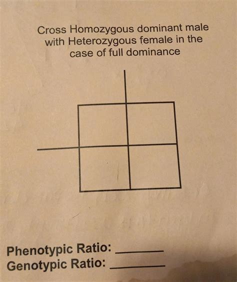 Solved Cross Homozygous dominant male with Heterozygous | Chegg.com