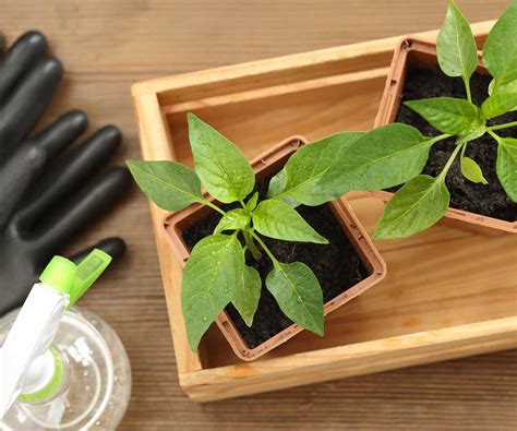 How often should I water seedlings? The experts advise | Homes and Gardens