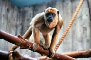 Howler Monkey Animal Facts - Alouatta - A-Z Animals