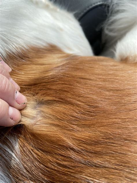 understanding  double coated dogs puainta