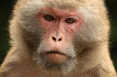 Malaisie : un singe s'empare d'un téléphone et prend des selfies
