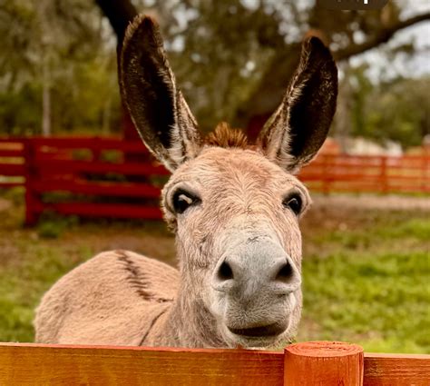 donkey   sign   cross