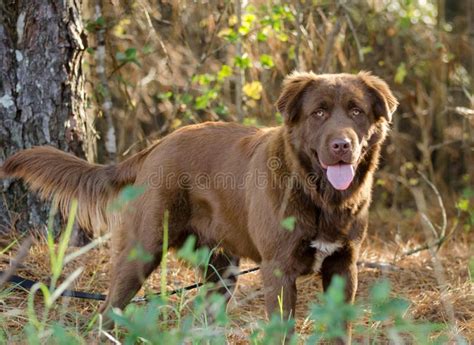 Chocolate Labradane