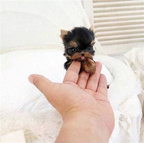 Los 25 cachorros miniatura más HERMOSOS del mundo ¡Los amarás! Cute ...