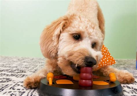 Keep Your Pup Engaged with Amazing Dog Puzzle Feeders