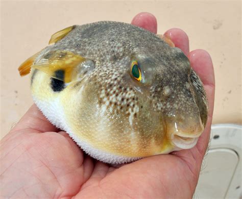 Puffer Fish Look Alike at Walter Mcglothlin blog