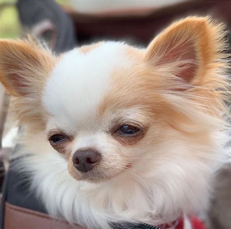 Chihuahua dog chiwawa dog information – Artofit