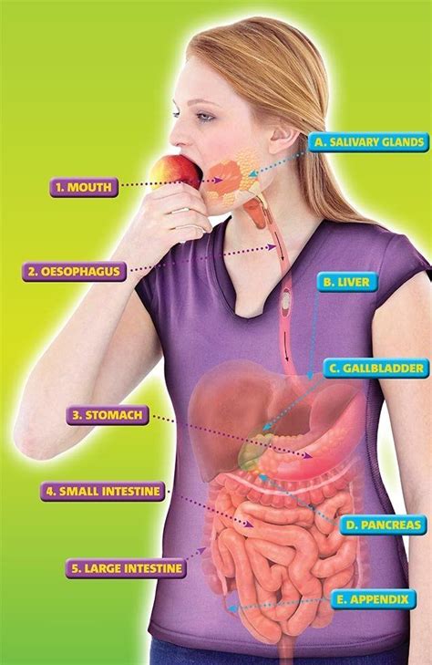 human digestive system artofit
