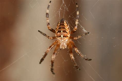 orb spider thread reptile forums
