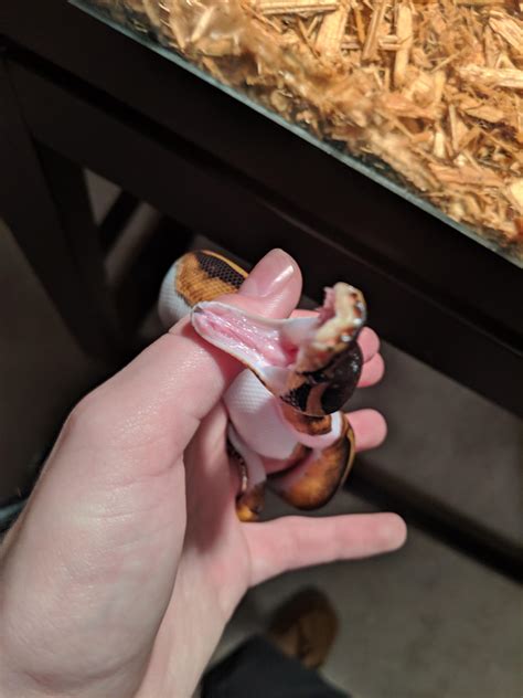 He yawn : r/snakes