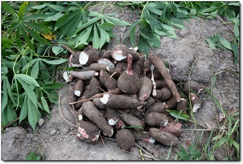 카사바(Cassava) : 네이버 블로그