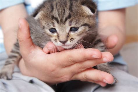 Boy with Cat stock image. Image of child, tiny, holding - 2418201