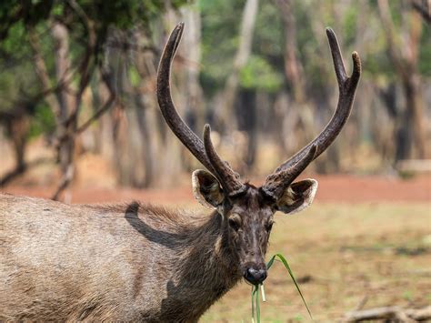 herbivore safari jungle safari nava raipur