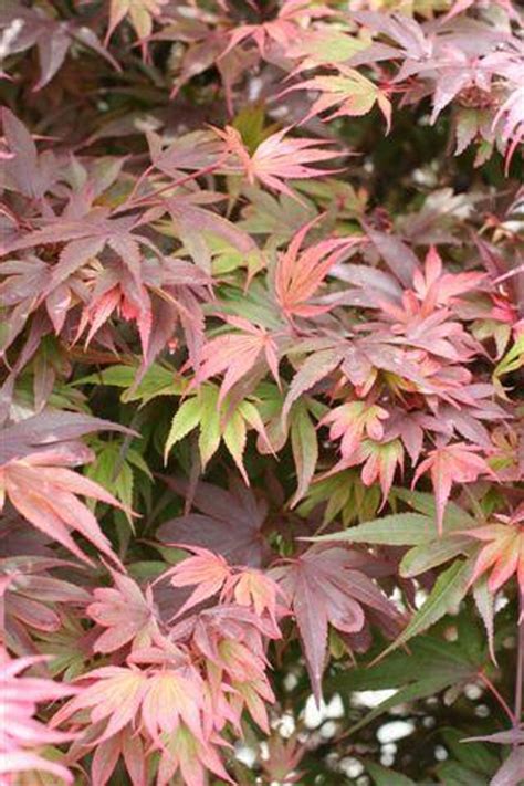 Acer palmatum 'Shaina' - Devil Mountain Wholesale Nursery