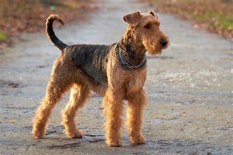 Northern Coyote vs Airedale Terrier - Bestiary