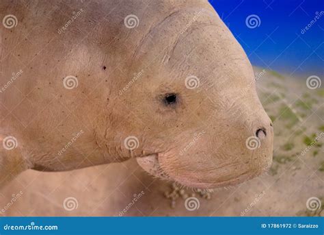 Dugong Stock Photography | CartoonDealer.com #17861972