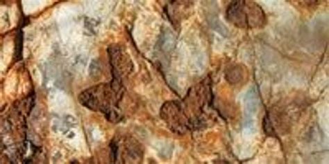 Early Evidence | The Scientist