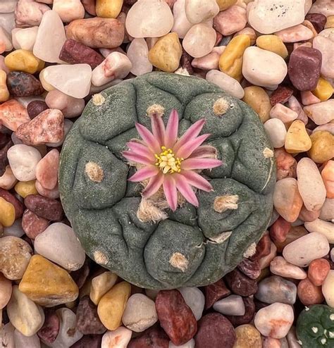 lil flower rlophophora