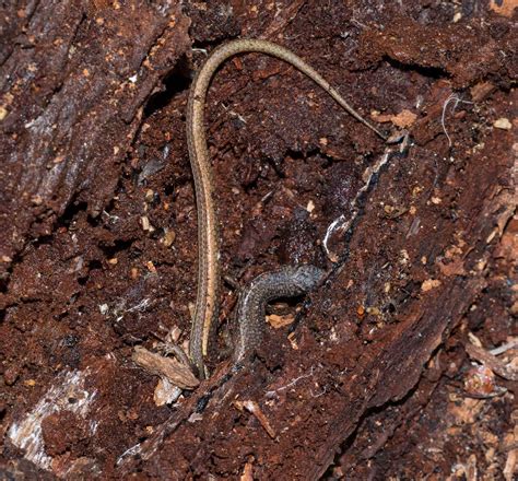rotten log ecosystem  miniature life   southern forest