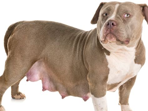 how to see if a dog is pregnant