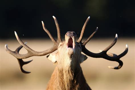 Details Punnett's Square: Deer Antlers Couldn't Grow So Fast Without These Genes Update