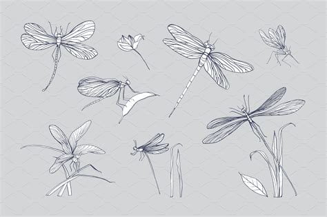 Set of 7 various dragonflies | Dragonfly illustration, Dragonfly