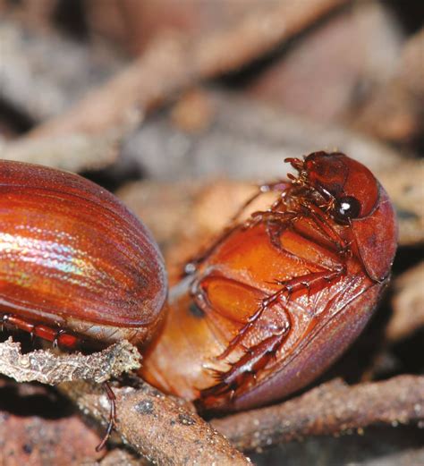 Species New to Science: [Entomology • 2019] Unexpected Diversity of