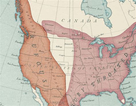 Hummingbird Range Map North America :: Behance