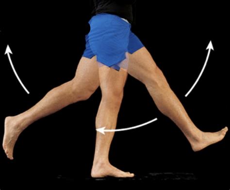flexion extension   thigh diagram quizlet