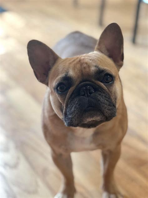 Honey - Austin Bulldog Rescue