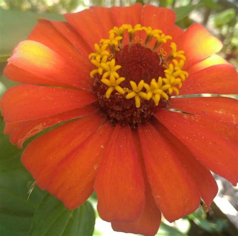 Pin by Милка Тодорова on цветя | Plants, Garden