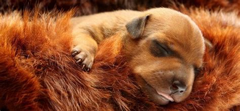 Miniature Pinscher Weight Chart | Size & Growth Chart