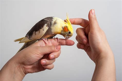 10 Best Small Pet Birds — Which Tiny Bird Suits You?