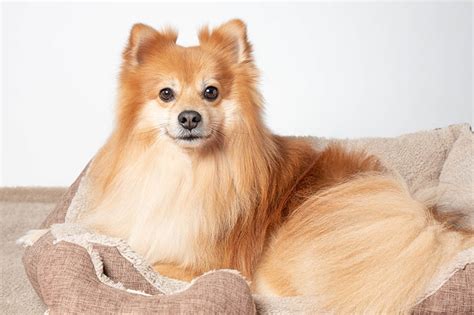 Fox Face Pomeranian: Info, Pictures, Origin & History – Dogster