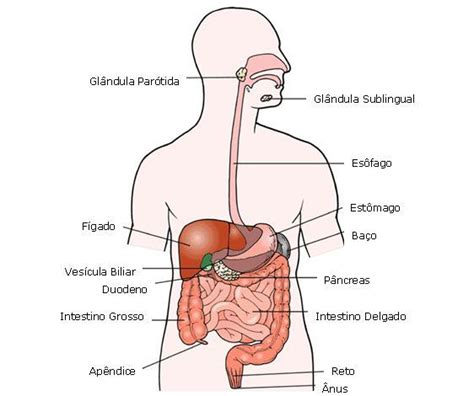 Qual A Função Do Baço No Corpo Humano - Baço - Toda Matéria