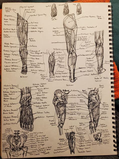 Anatomy Study: Leg. A bit more cluttered than my previous studies, but