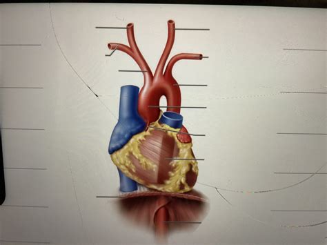 Branches of thoracic aorta Diagram | Quizlet