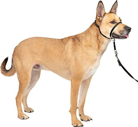 The Best Gentle Leader Harness Reviewed: Pros, Cons, and Analysis - Veterinarians.org