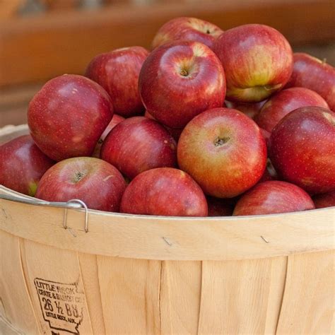 Empire Apple Tree (Semi-dwarf) | Empire apples, Homegrown fruits, Apple ...