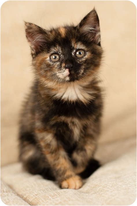 calico cat kitten sitting  couch