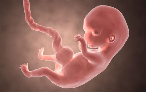 Embryo At 8 Weeks Pregnant