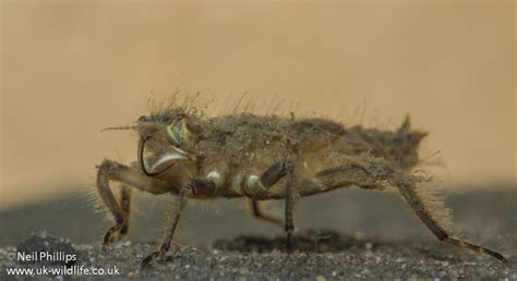 Dragonfly nymphs – UK Wildlife