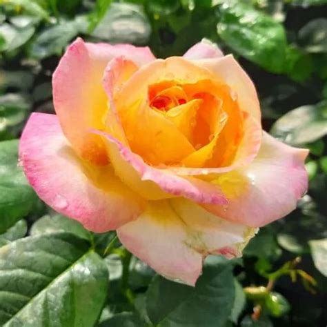 kupite sadnice hibridne cajevke peace   gradinamax trgovini