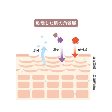 stratum granulosum illustrations illustrations royalty  vector