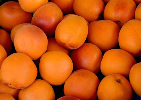 grow apricots  step  step journey  sun kissed fruits