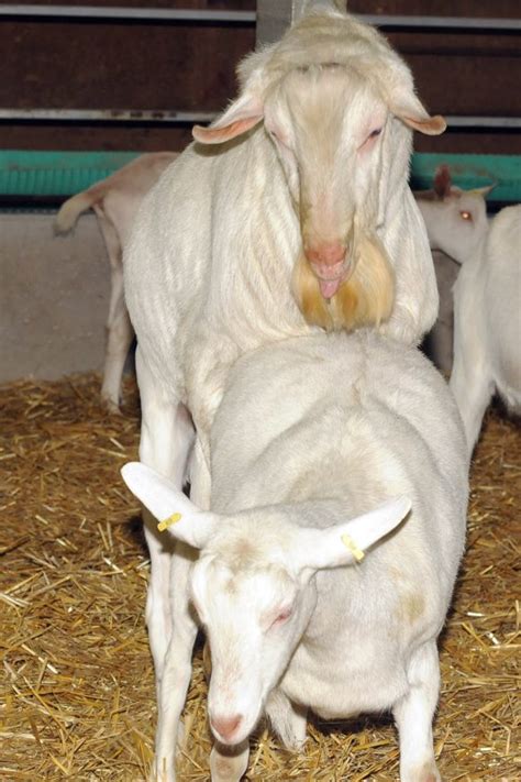 Out of season breeding – Goat Gazette January 2017 – Ontario Goat