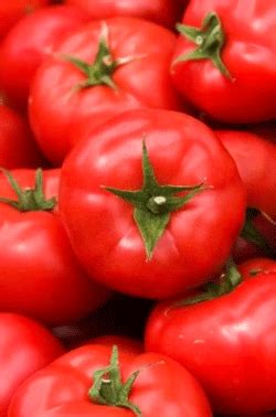 center sells tomato tathya