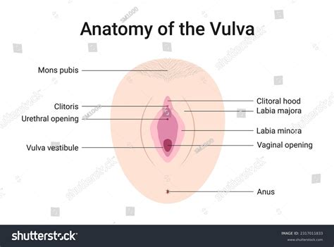 2,8 mille Images et Photos de Vagina and clitoris Libres de Droits ...