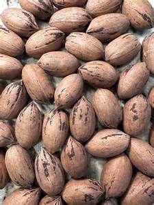 Avoyelles Journal: Recent Obituaries and Funeral Notices 9